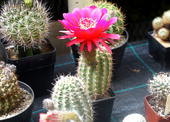 DSC04600